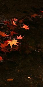 Feuilles,Contexte,Automne