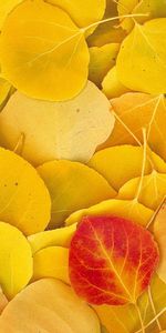 Background,Autumn,Leaves