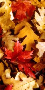 Feuilles,Contexte,Automne