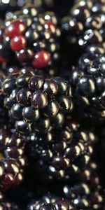 Background,Berries,Fruits,Food,Blackberry