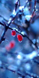 Background,Drops,Plants