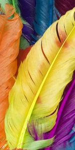 Background,Feather