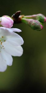 Background,Flower,Macro,Petals