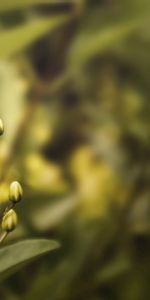 Plante,Planter,Fleur,Macro,Pétales,Contexte