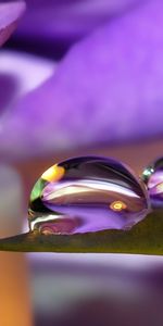 Background,Flowers,Drops,Plants,Violet