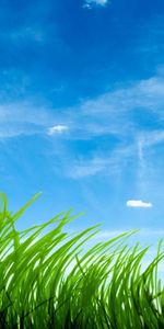 Background,Grass,Sky