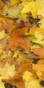 Feuilles,Contexte