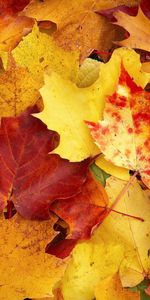 Feuilles,Contexte,Automne