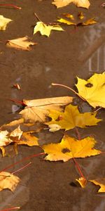 Feuilles,Contexte,Automne