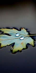 Feuilles,Drops,Contexte