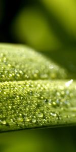 Background,Leaves,Drops