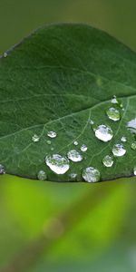 Drops,Feuilles,Contexte