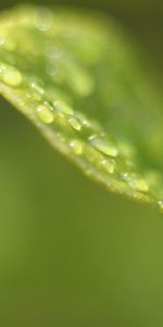 Drops,Feuilles,Contexte