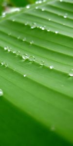 Background,Leaves,Drops