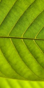 Plantas,Hojas,Fondo