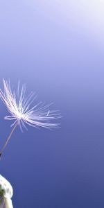 Background,Macro,Dandelion,Seeds,Seed,Fuzz,Fluff