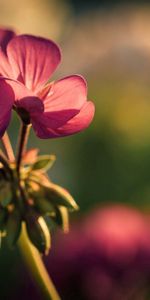 Background,Macro,Petals,Greased,Smeared,Flower