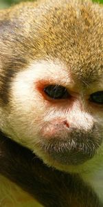 Background,Muzzle,Sight,Opinion,Tail,Animals,Monkey,Eyes