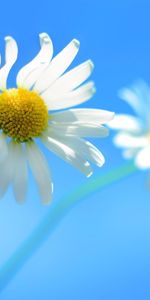 Background,Plants,Flowers,Camomile