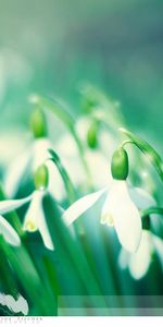 Flores,Snowdrops,Plantas,Fondo