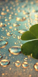 Background,Plants,Water,Leaves,Drops