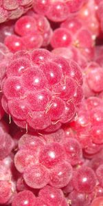 Background,Raspberry,Berries,Fruits,Food