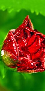 Background,Rose,Petals,Dew,Drops,Macro,Rose Flower