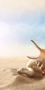 Background,Sand,Shells,Still Life