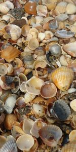 Background,Shells