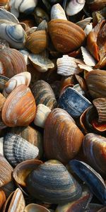 Background,Shells