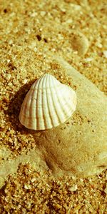 Background,Shells