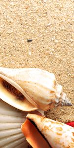 Background,Shells,Starfish