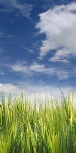 Background,Sky,Clouds,Landscape,Fields