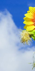 Cielo,Fondo,Girasoles