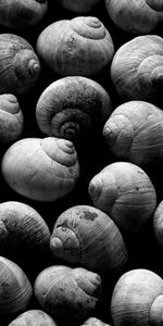 Escargots,Coquilles,Contexte