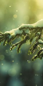 Background,Snow,Fir Trees