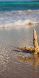 Background,Starfish