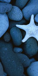 Background,Stones,Starfish