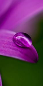 Background,Violet,Drops