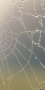 Web,Drops,Fondo