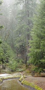 Bad Weather,Rivers,Nature,Forest,Rain