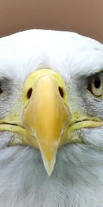 Bald Eagle,White Headed Eagle,Animals,Predator,Bird,Eagle