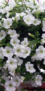 Ball,Lot,Petunia,Flowers