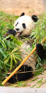 Bamboo,Animals,Leaves,Panda,Funny