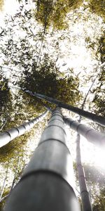 Bamboo,Sunlight,Nature,Trunks,Leaves,Plants