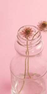 Bank,Flower,Jar,Stem,Stalk,Minimalism