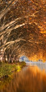 Bank,Lake,Shore,Trees,Autumn,Nature,Landscape