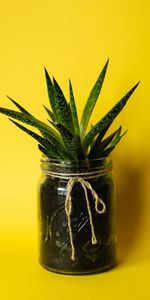 Bank,Miscellanea,Miscellaneous,Jar,Succulent,Leaves,Plant,Minimalism