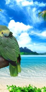 Bank,Pair,Sky,Shore,Parrots,Couple,Summer,Animals,Sea