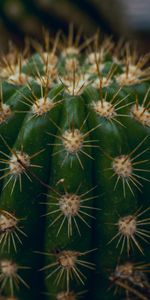 Barbed,Spiny,Cactus,Thorns,Spikes,Succulent,Macro